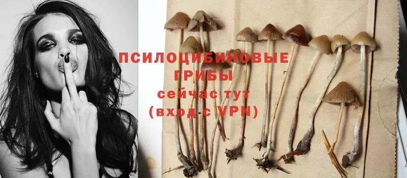 Псилоцибиновые грибы Psilocybe  закладки  Евпатория 